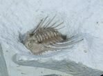 Killer Kettneraspis Trilobite From Oklahoma #3221-2
